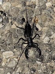 Mastigoproctus giganteus