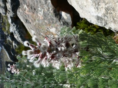 Paranomus tomentosus