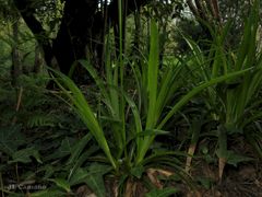 Luzula sylvatica henriquesii