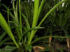 Luzula sylvatica henriquesii