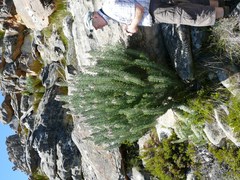 Paranomus tomentosus