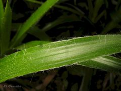 Luzula sylvatica henriquesii