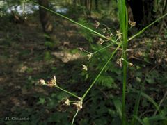 Luzula sylvatica henriquesii