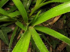 Luzula sylvatica henriquesii