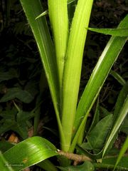 Luzula sylvatica henriquesii