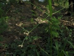 Luzula sylvatica henriquesii