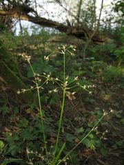 Luzula sylvatica henriquesii