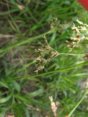 Luzula sylvatica henriquesii