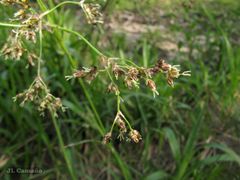 Luzula sylvatica henriquesii