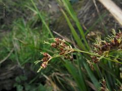 Luzula sylvatica henriquesii