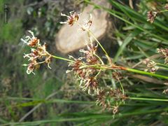 Luzula sylvatica henriquesii