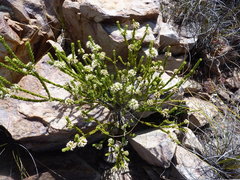 Agathosma roodebergensis
