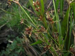 Luzula sylvatica henriquesii