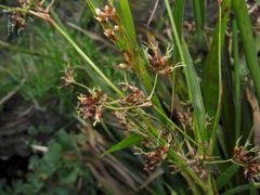 Luzula sylvatica henriquesii