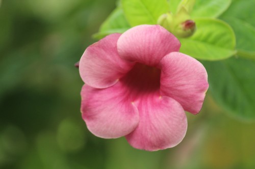 Allamanda blanchetii