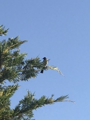 Pycnonotus xanthopygos