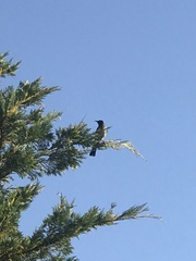 Pycnonotus xanthopygos