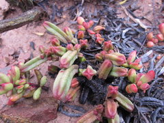 Crassula pyramidalis