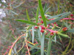 Empleurum unicapsulare