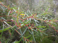 Empleurum unicapsulare