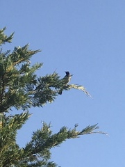 Pycnonotus xanthopygos