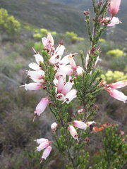 Erica recta