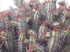 Euphorbia heptagona
