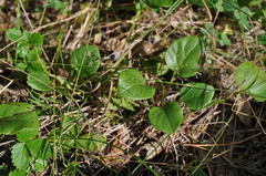 Pyrola rotundifolia