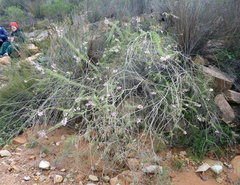 Freylinia densiflora