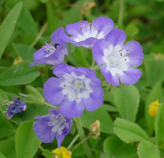 Phacelia patuliflora