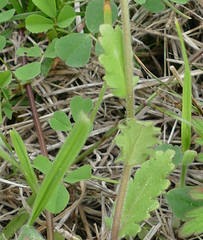 Phacelia patuliflora