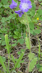 Phacelia patuliflora