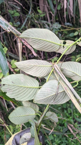 Image of Berchemia Fenchifuensis (Berchemia fenchifuensis) by (c) Cheng-Te Hsu, some rights reserved (CC BY)