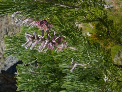 Paranomus bracteolaris