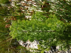 Paranomus bracteolaris