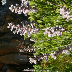 Paranomus bracteolaris