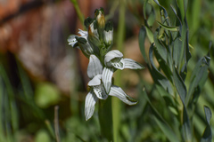 Chloraea multiflora