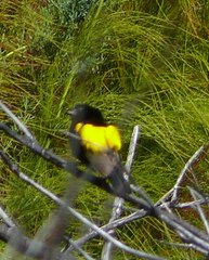 Euplectes capensis capensis