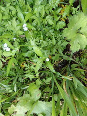 Myosotis welwitschii