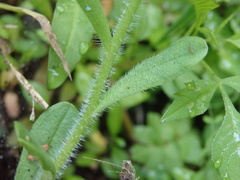 Myosotis welwitschii