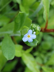 Myosotis welwitschii