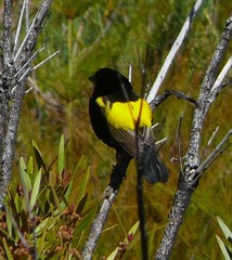 Euplectes capensis capensis