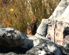 Sphenoeacus afer afer