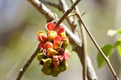 Paullinia fuscescens