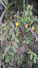 Hypericum geminiflorum