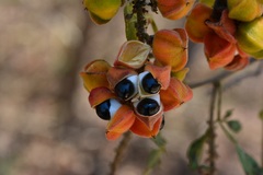 Paullinia fuscescens