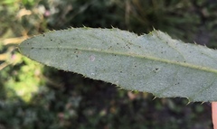 Puccinia suaveolens