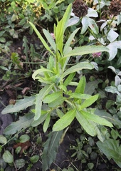 Cirsium arvense