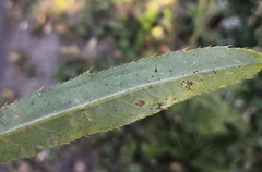 Puccinia suaveolens