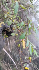 Hypericum geminiflorum